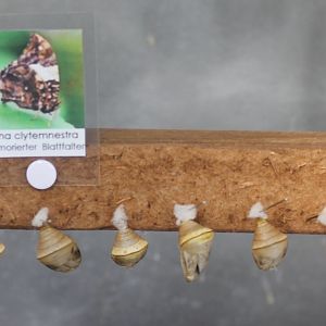 Pupas Hypna clytemnestra