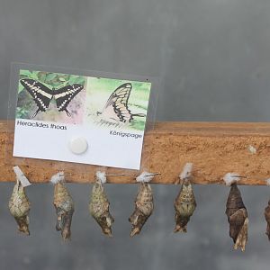 Swallow-tail pupas