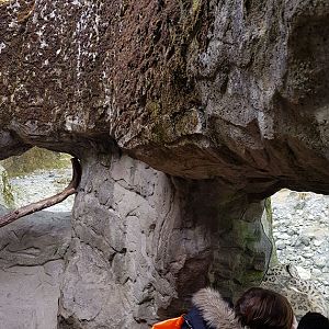 Snow leopard viewing