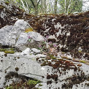 Snow leopard theming detail