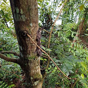 Masoala: Leaf Tail Gecko
