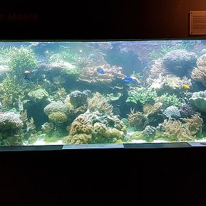 Masoala: Information center coral reef tank