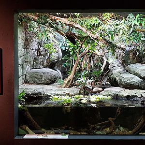 Masoala: Information center boa terrarium