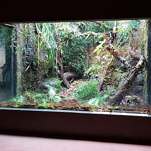 Masoala: Information center tomato frog vivarium