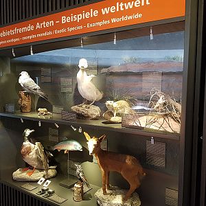 Australia: Education on invasive species