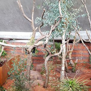 Australia: Koala indoors panorama (170 deg.)