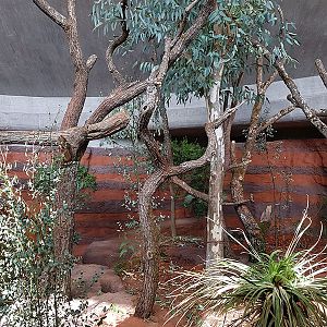 Australia: Koala in eucalypt tree