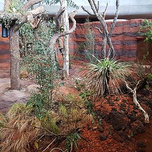 Australia: Koala enclosure ground features