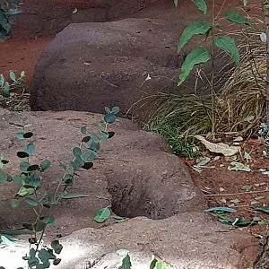 Australia: Koala - What's this?