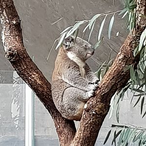 Australia: Koala