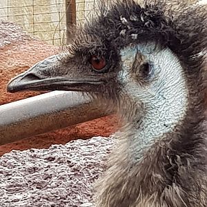 Australia: Fearless emu