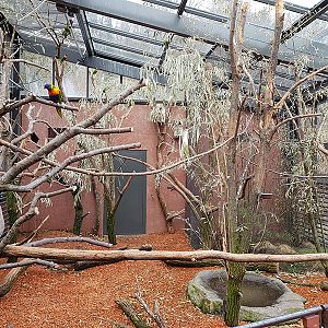Australia: Rainbow lorikeet aviary