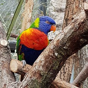 Australia: Rainbow lorikeet
