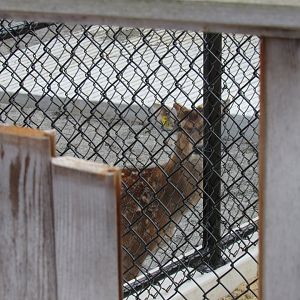 Sika Deer in Renovated Wild Prairie Holding Area