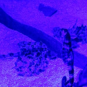 Seahorses Added to Chain Dogfish Exhibit