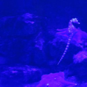 Seahorses Added to Chain Dogfish Exhibit