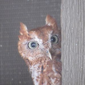 Eastern Screech Owl in Grizzly Ridge