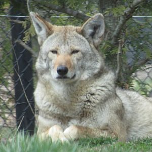 Itabi the Red Wolf in Grizzly Ridge