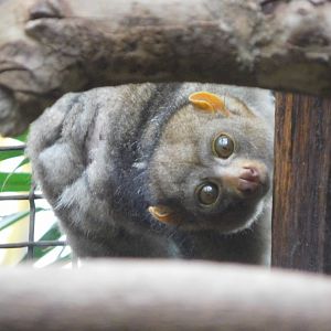 Potto