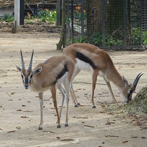 Thomson gazelles
