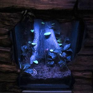 Bat House - Anthony's Poison Arrow Frog Exhibit