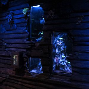 Bat House - Red-eyed Tree Frog Exhibit and Tarantula Exhibits