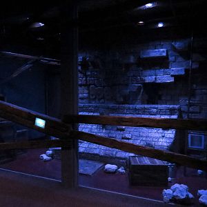 Bat House - Ring-tailed Cat Exhibit