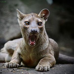 young Fossa