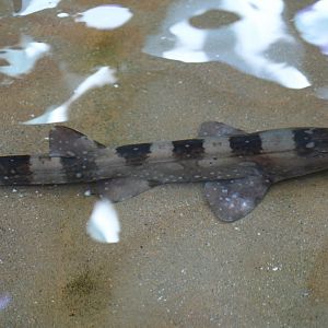 Brown-Banded Bamboo-Shark