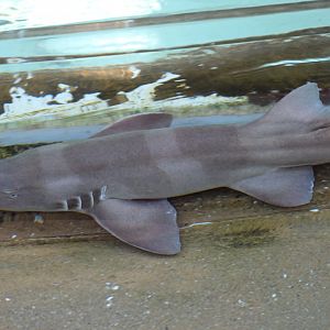 Brown-Banded Bamboo-Shark