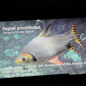 Flag-Tailed Prochilodus Signage
