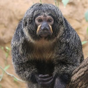 White-faced saki
