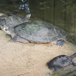Arrau turtles