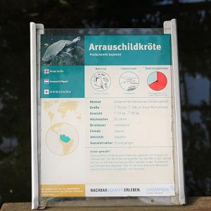 Sign Arrau turtle