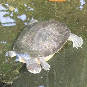 Spot-bellied side-necked turtle