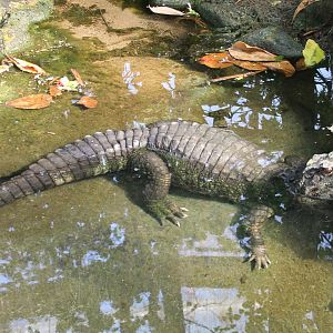 Smooth-fronted caiman