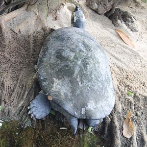 Yellow-spotted river turtle