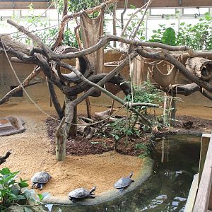 Yellow-spotted river turtle - Tamandua enclosure