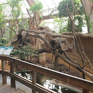 Yellow-spotted river turtle - Tamandua enclosure