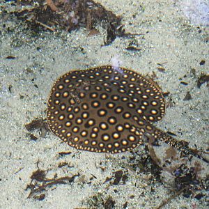 Peacock freshwater ray