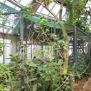 Green anaconda-enclosure