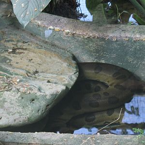Green anaconda