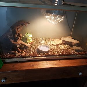 Baby-tortoise enclosure