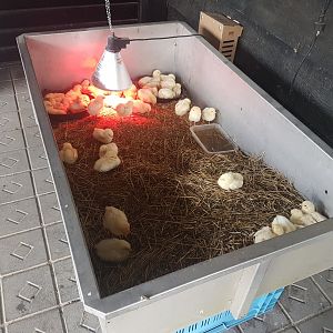 Chicken-raising enclosure