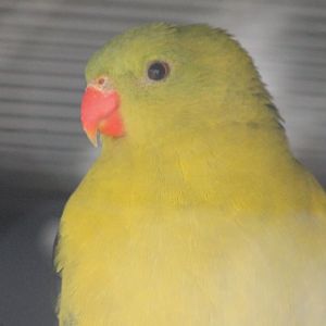 Regent parrot