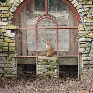 Black-tailed prairie-dog