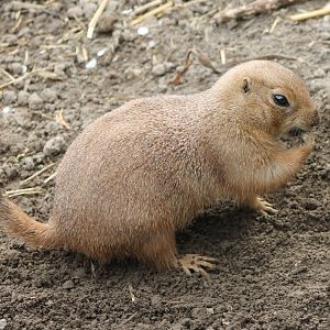 Black-tailed prairie-dog