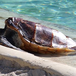 Green Sea Turtle