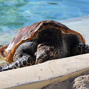 Green Sea Turtle