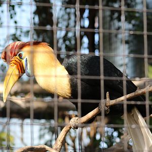 Sulawesi Knobbed Hornbill